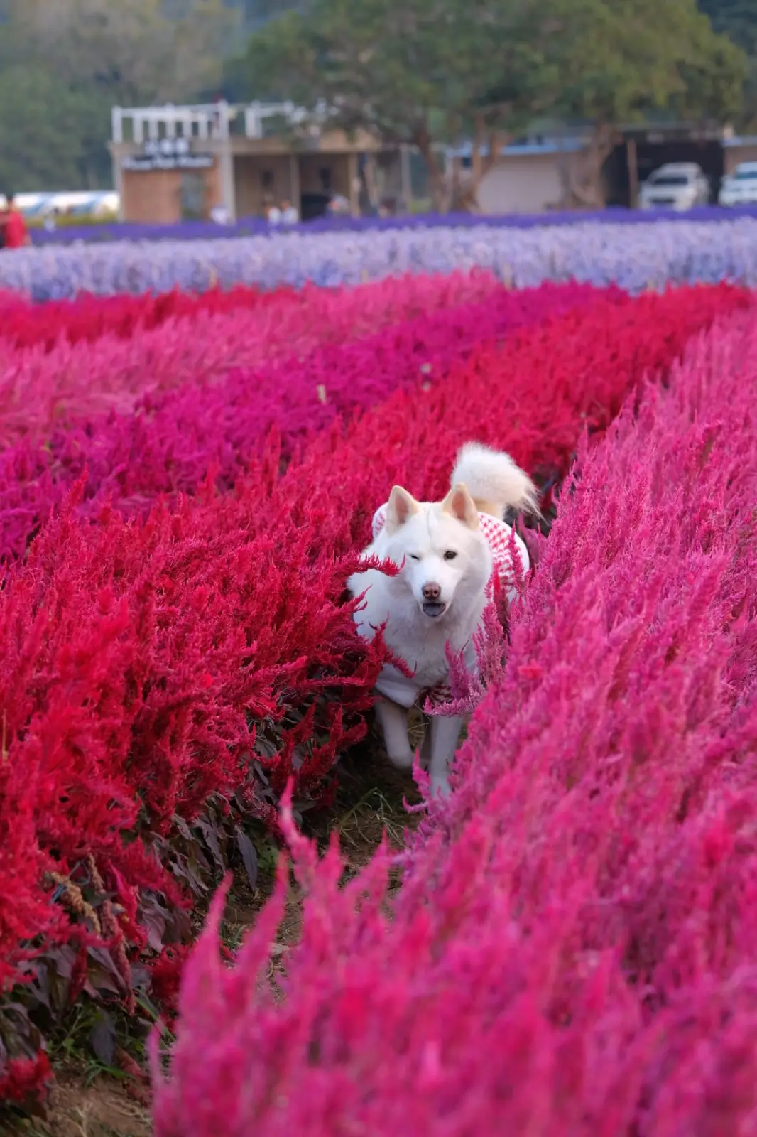 Hokkaido Flower Park pets image 5
