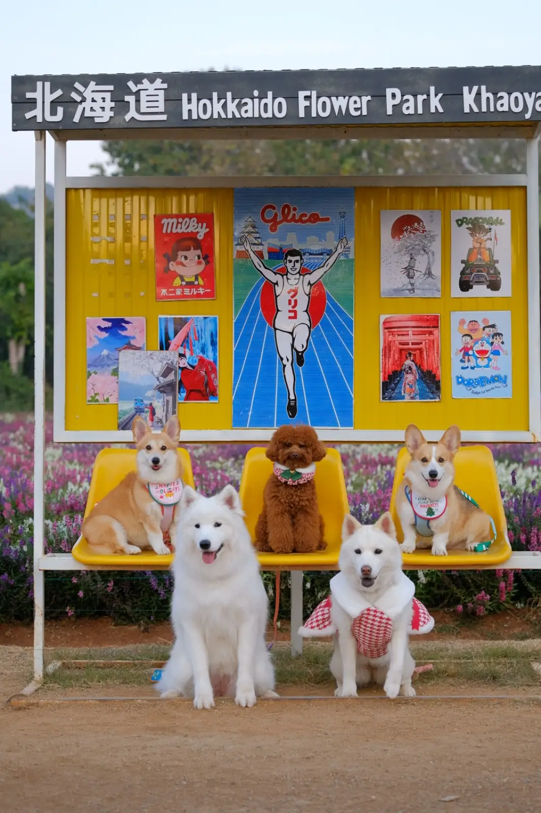 Hokkaido Flower Park pets image 4