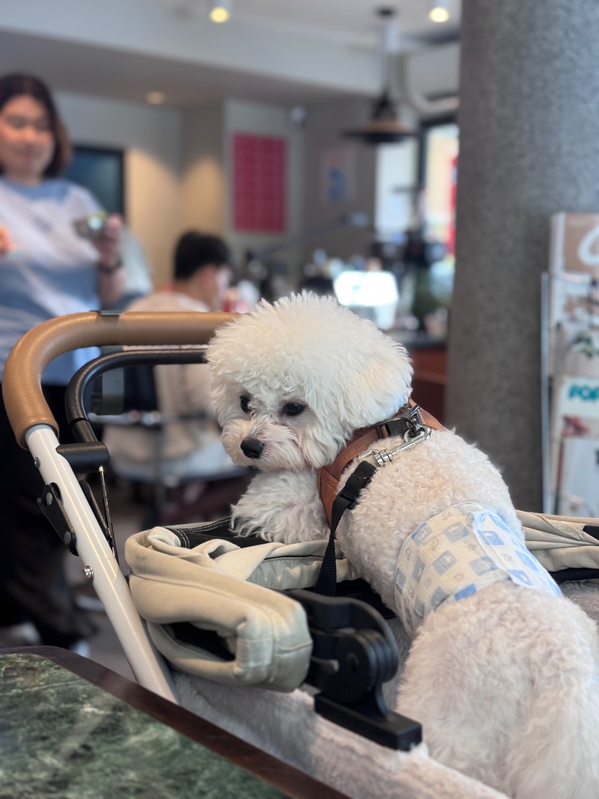 Kepler BKK pets image 1