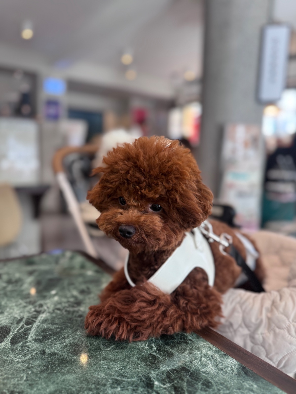 Kepler BKK pets image 5