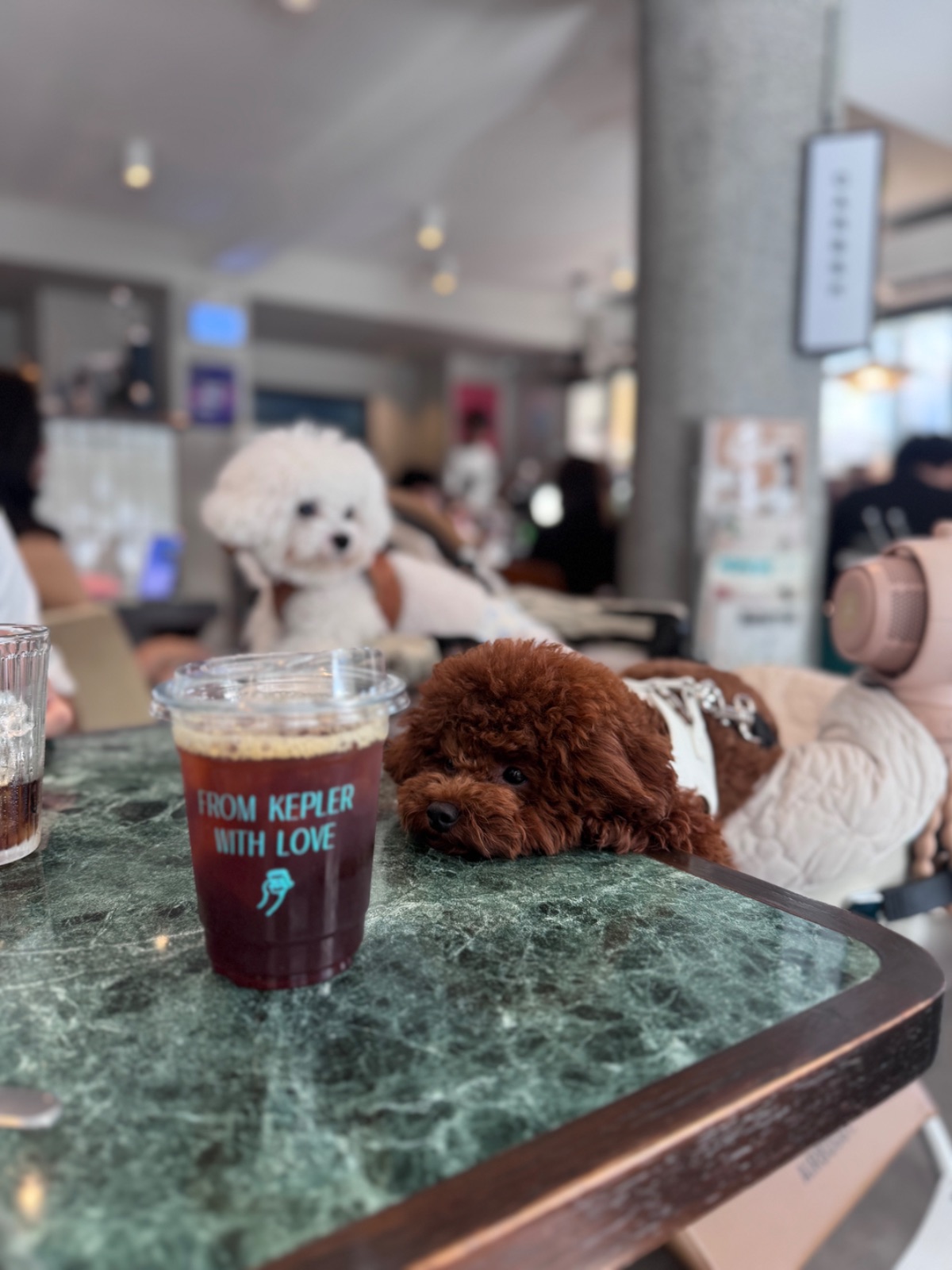 Kepler BKK pets image 2