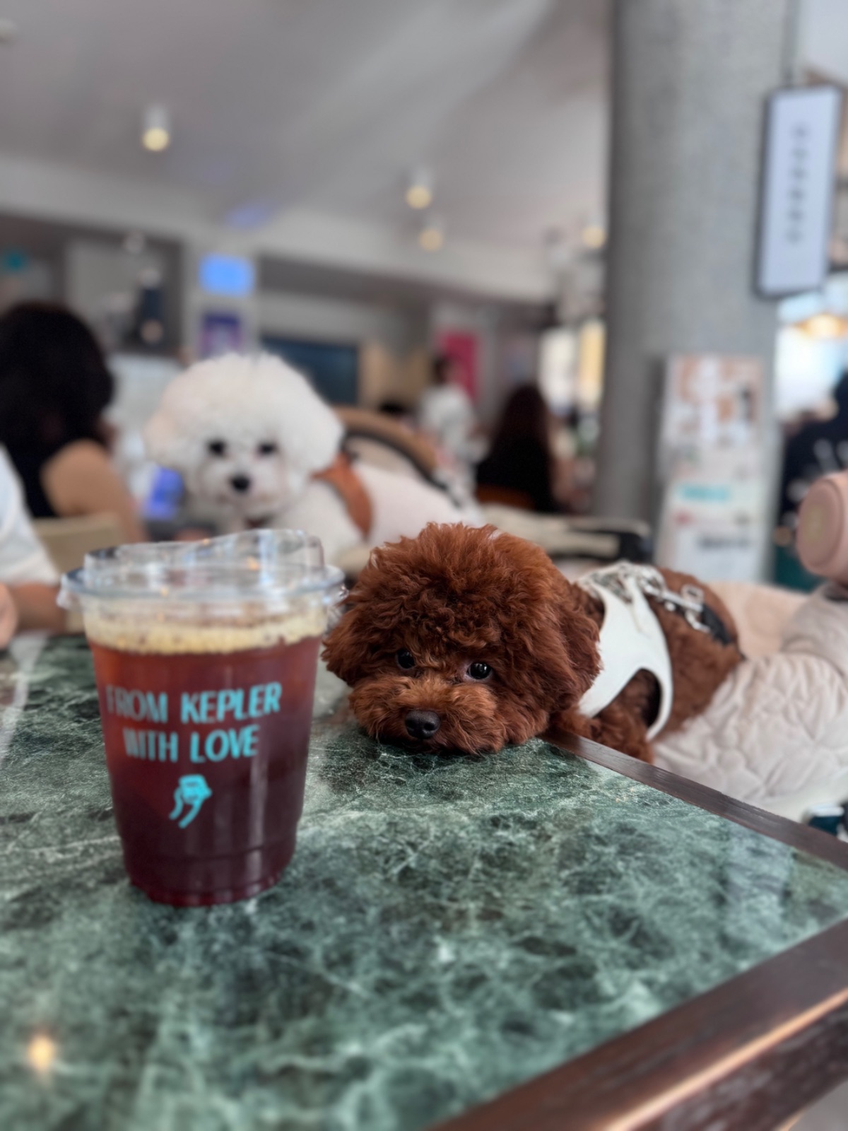 Kepler BKK pets image 3