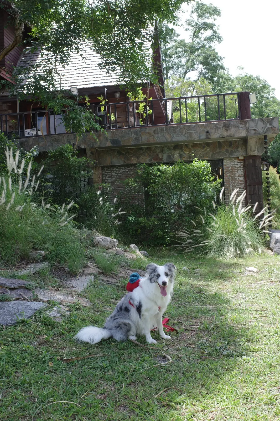 Choc a bloc Cafe & Bistro pets image 7