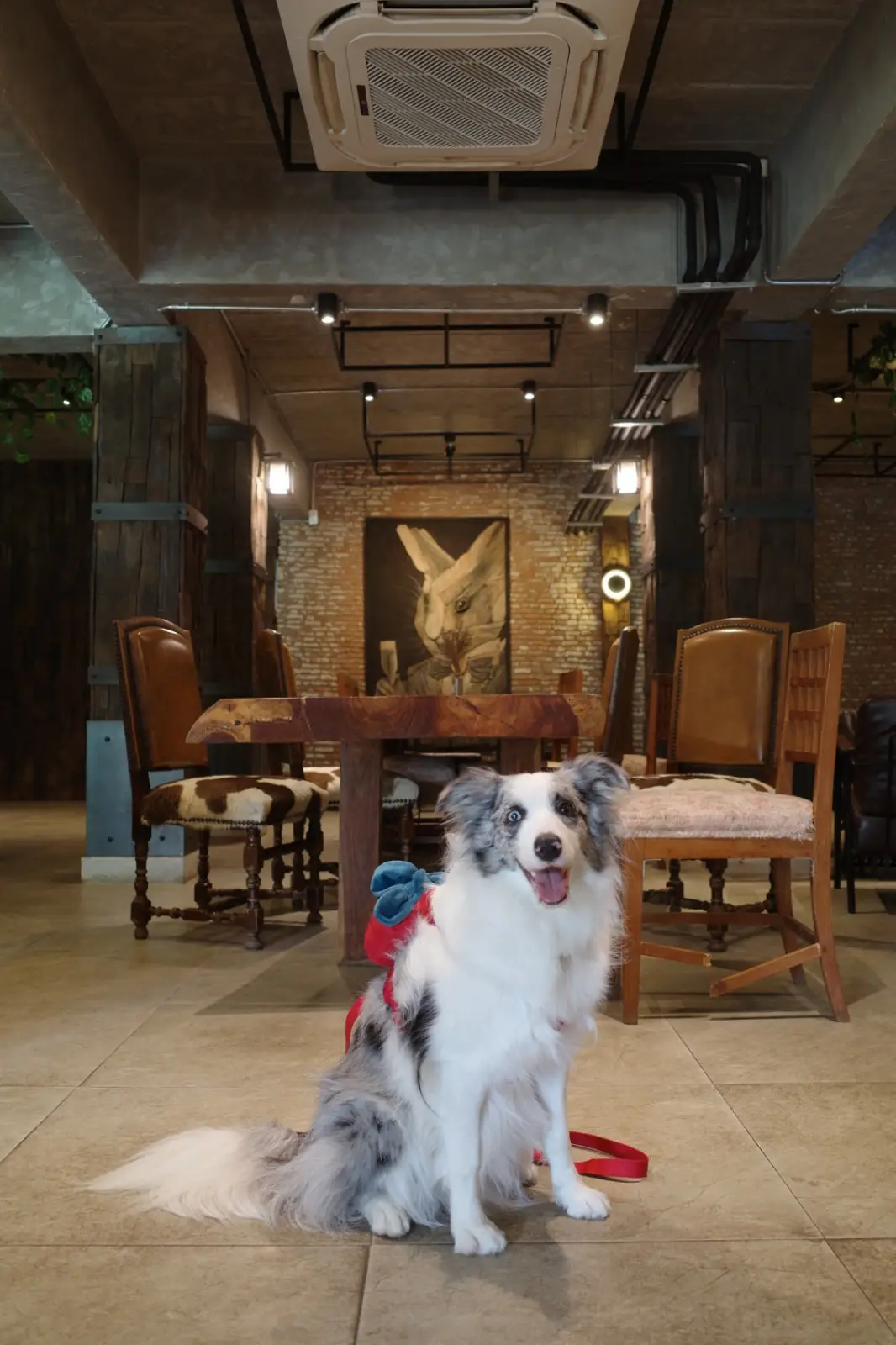 Choc a bloc Cafe & Bistro pets image 5