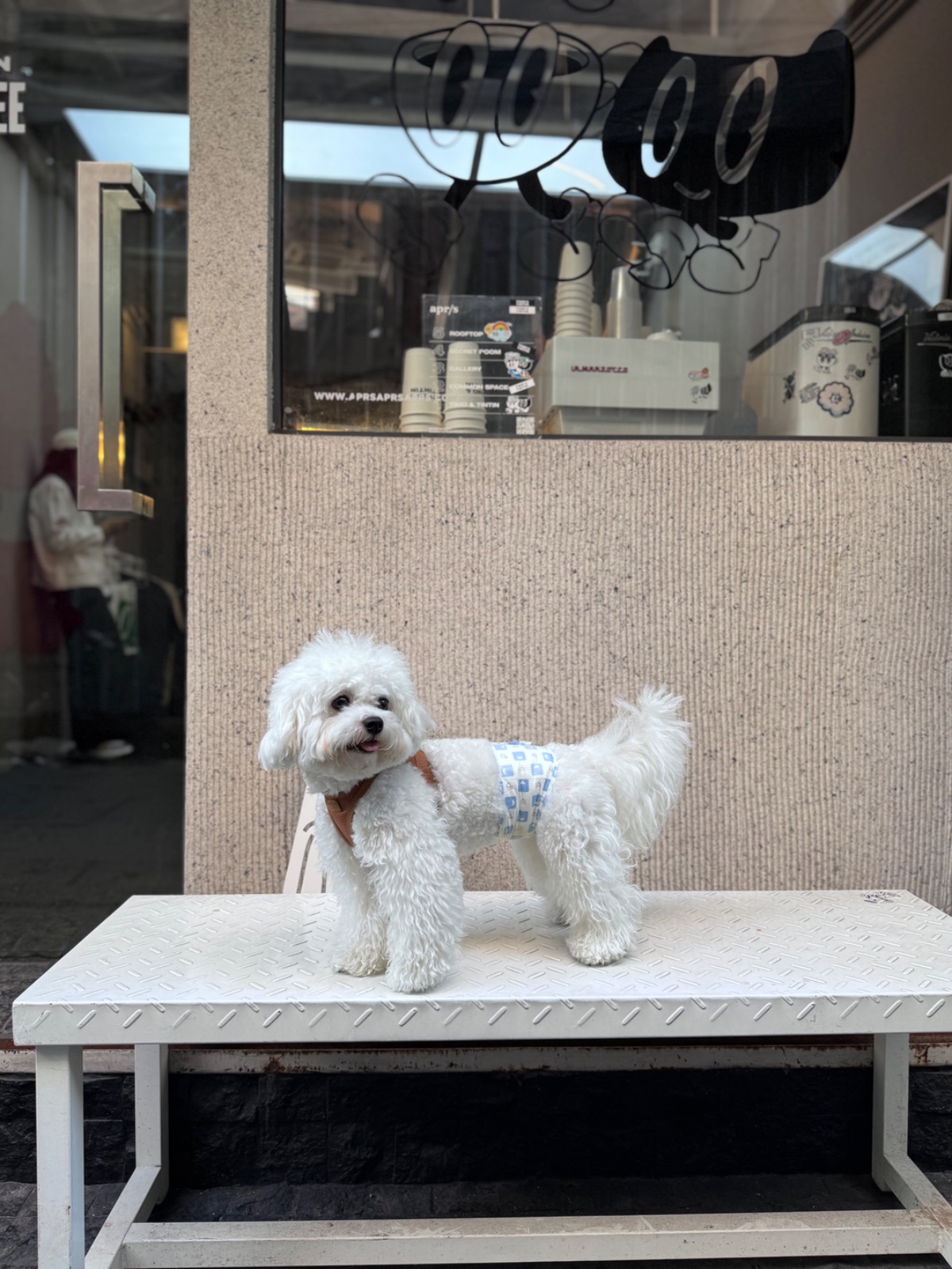 TIMO & TINTIN pets image 1