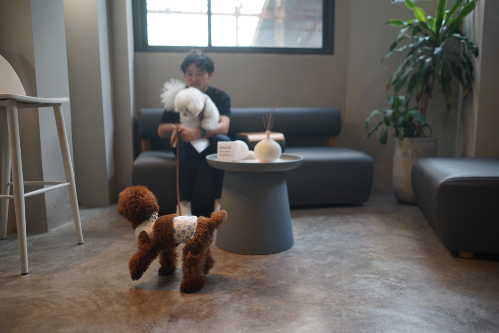 TIMO & TINTIN pets image 4