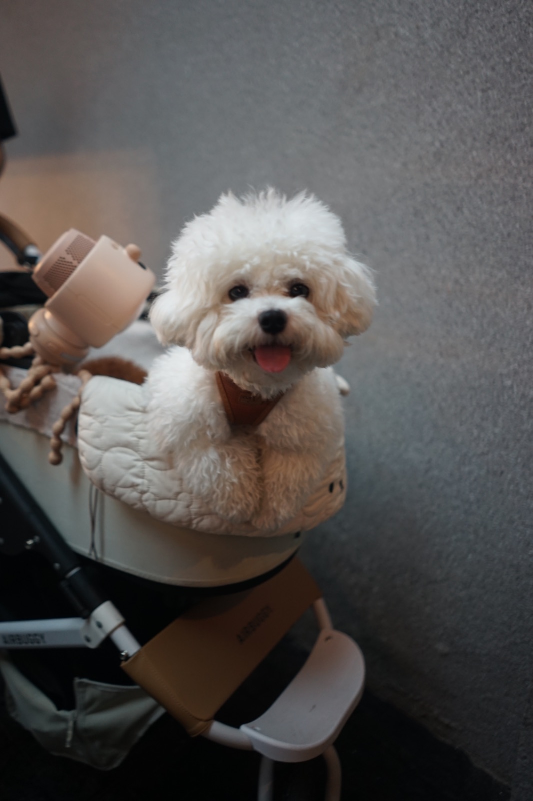 TIMO & TINTIN pets image 3