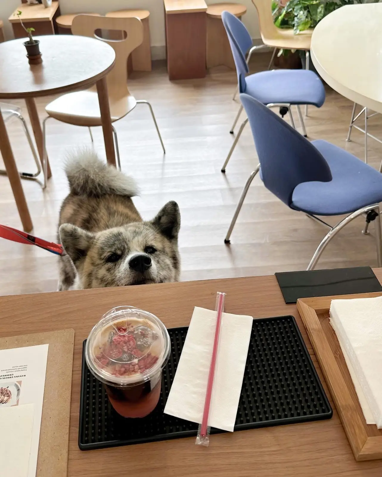 Lush house food image 1