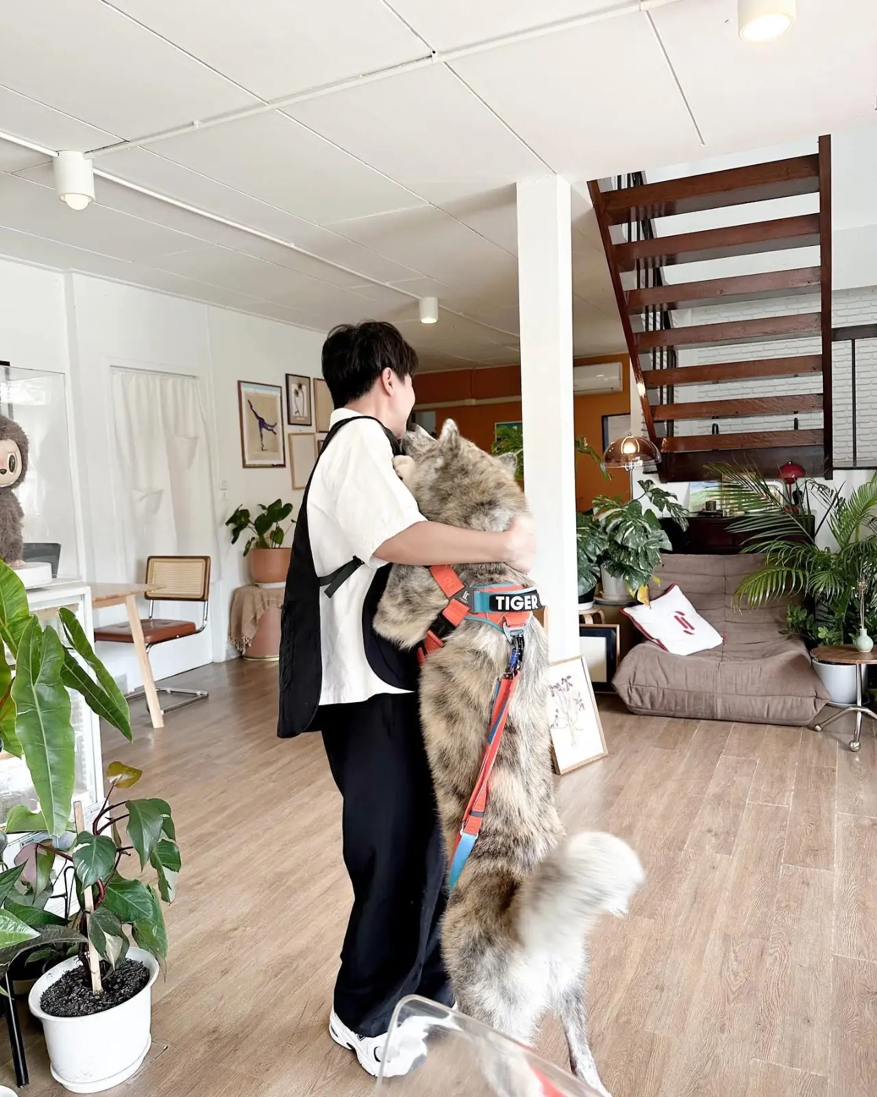 Lush house pets image 2