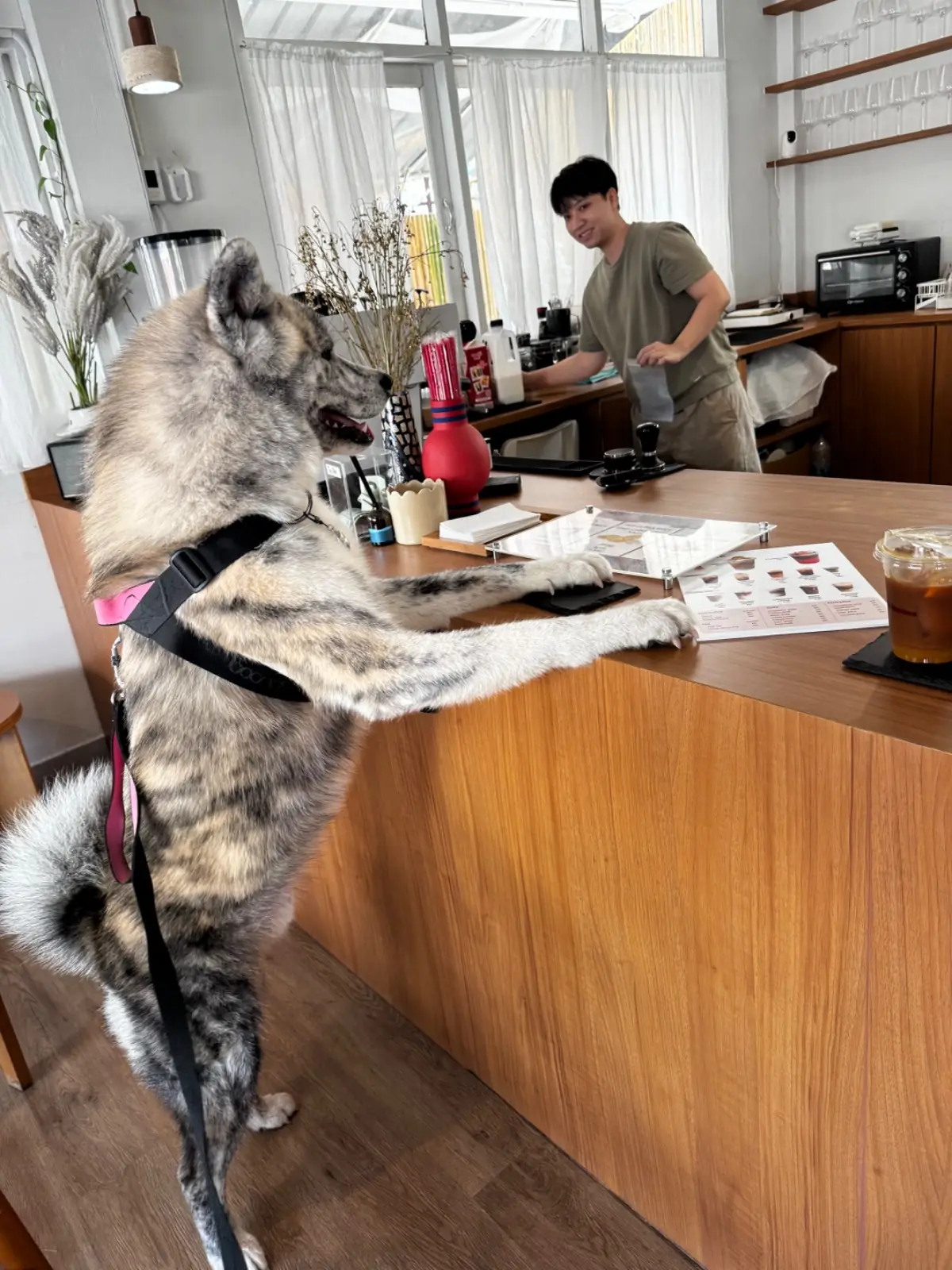 Lush house pets image 1