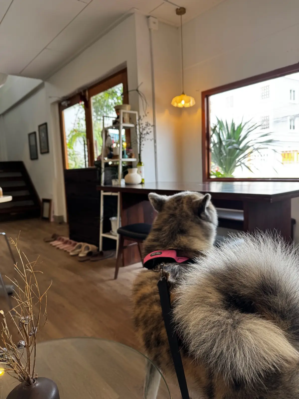 Lush house pets image 3