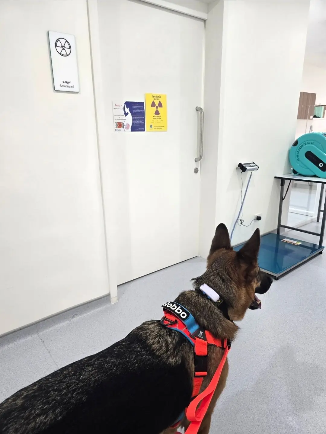 Arak Animal Hospital - Phetkasem pets image 1