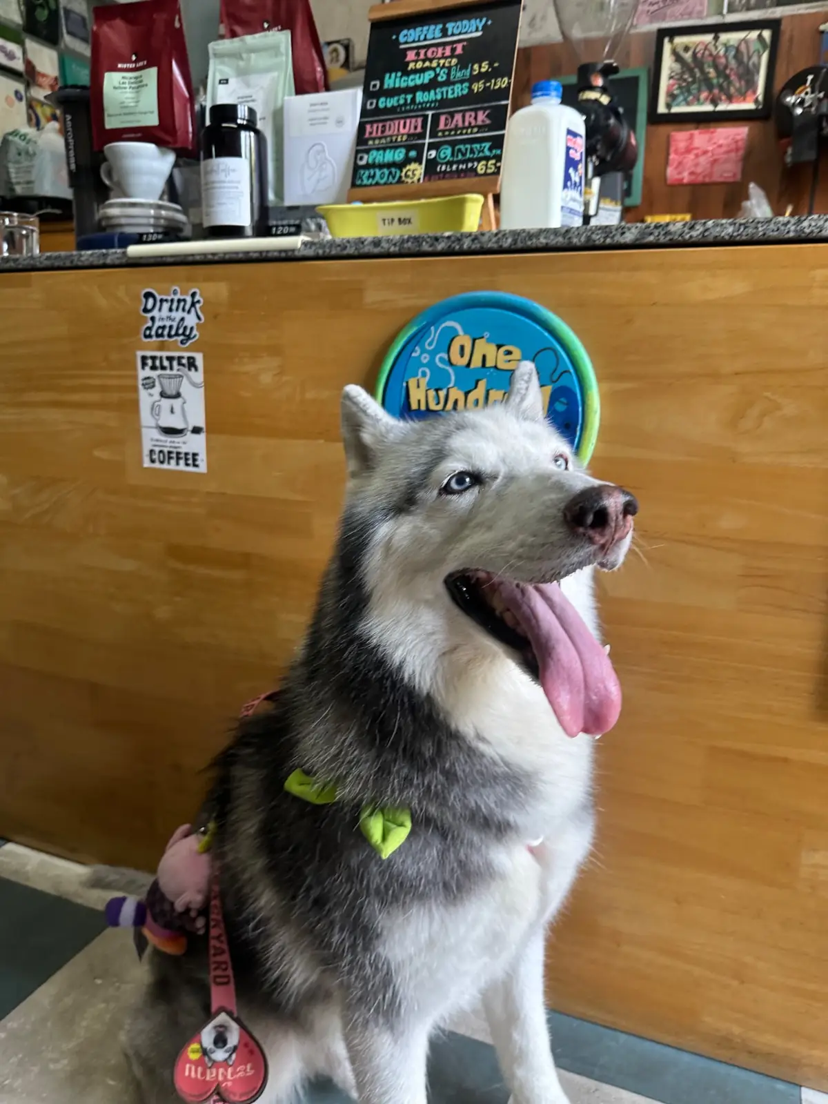 Hiccup pets image 1