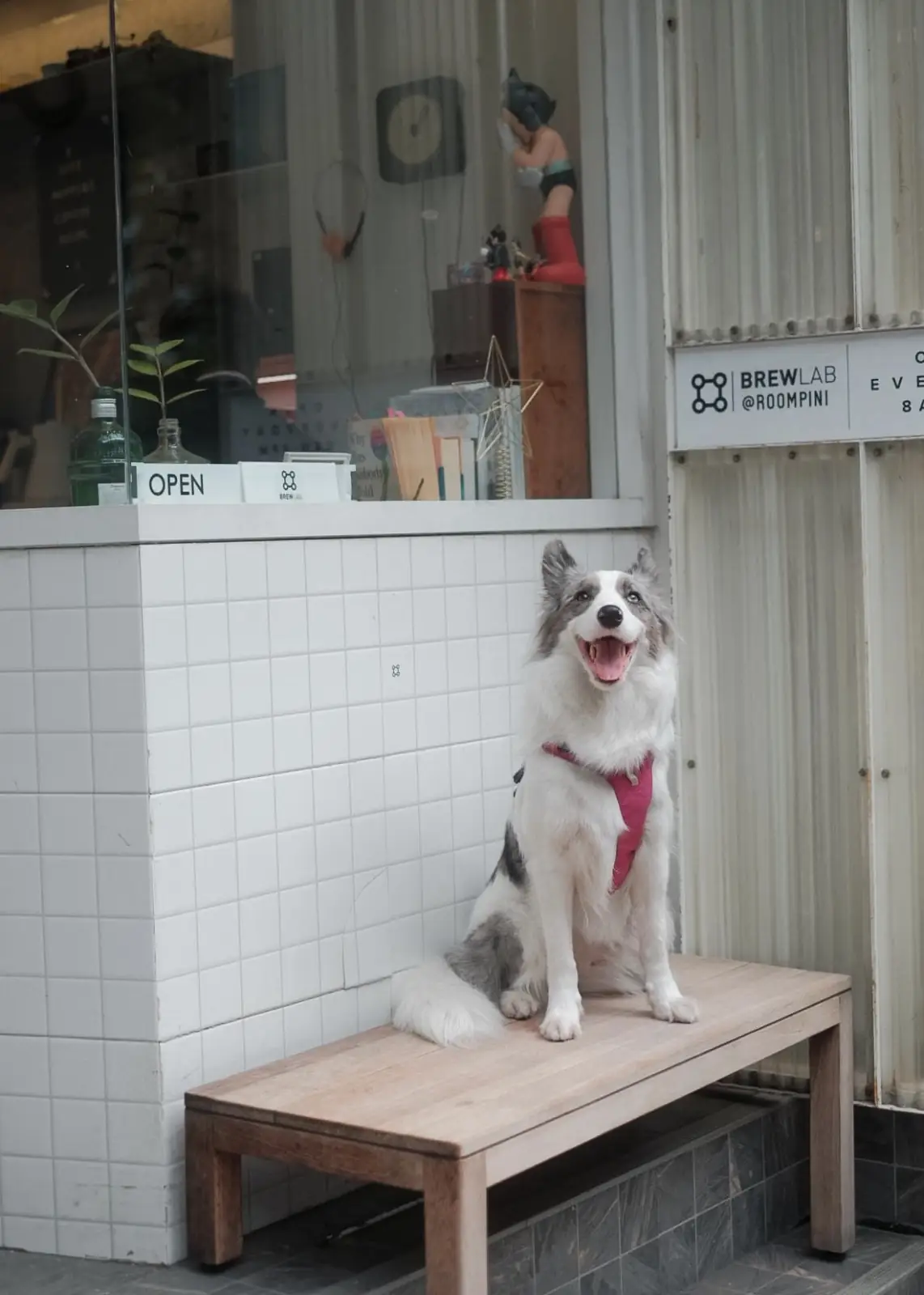 BrewLab Cafe - Lumpini pets image 5