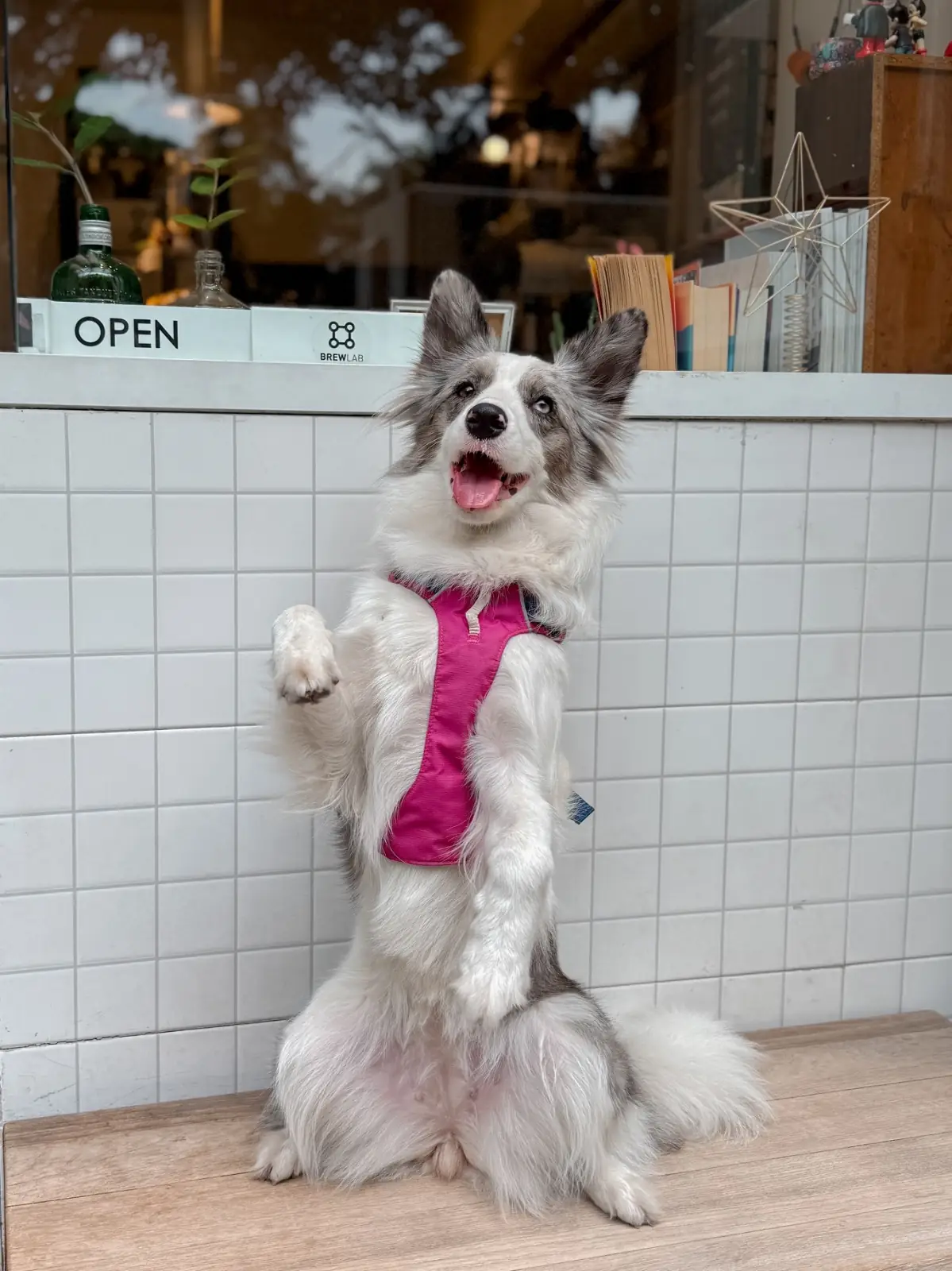 BrewLab Cafe - Lumpini pets image 4