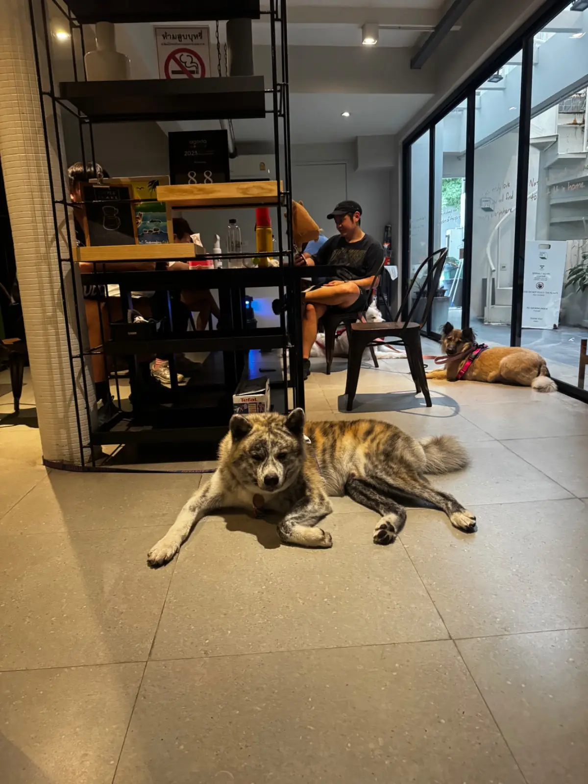 BrewLab Cafe - Lumpini pets image 7