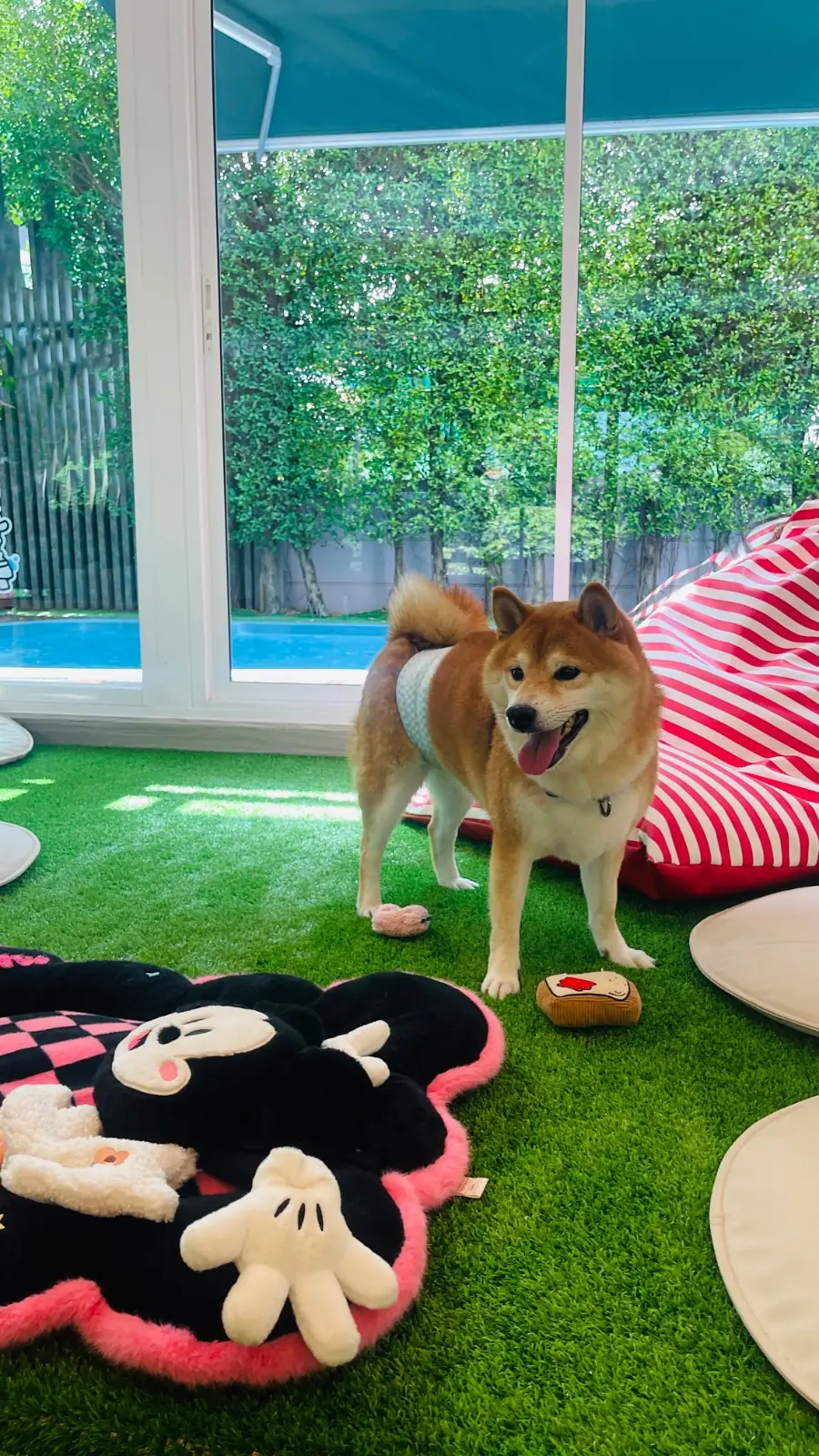 Hey My Paws other image 1