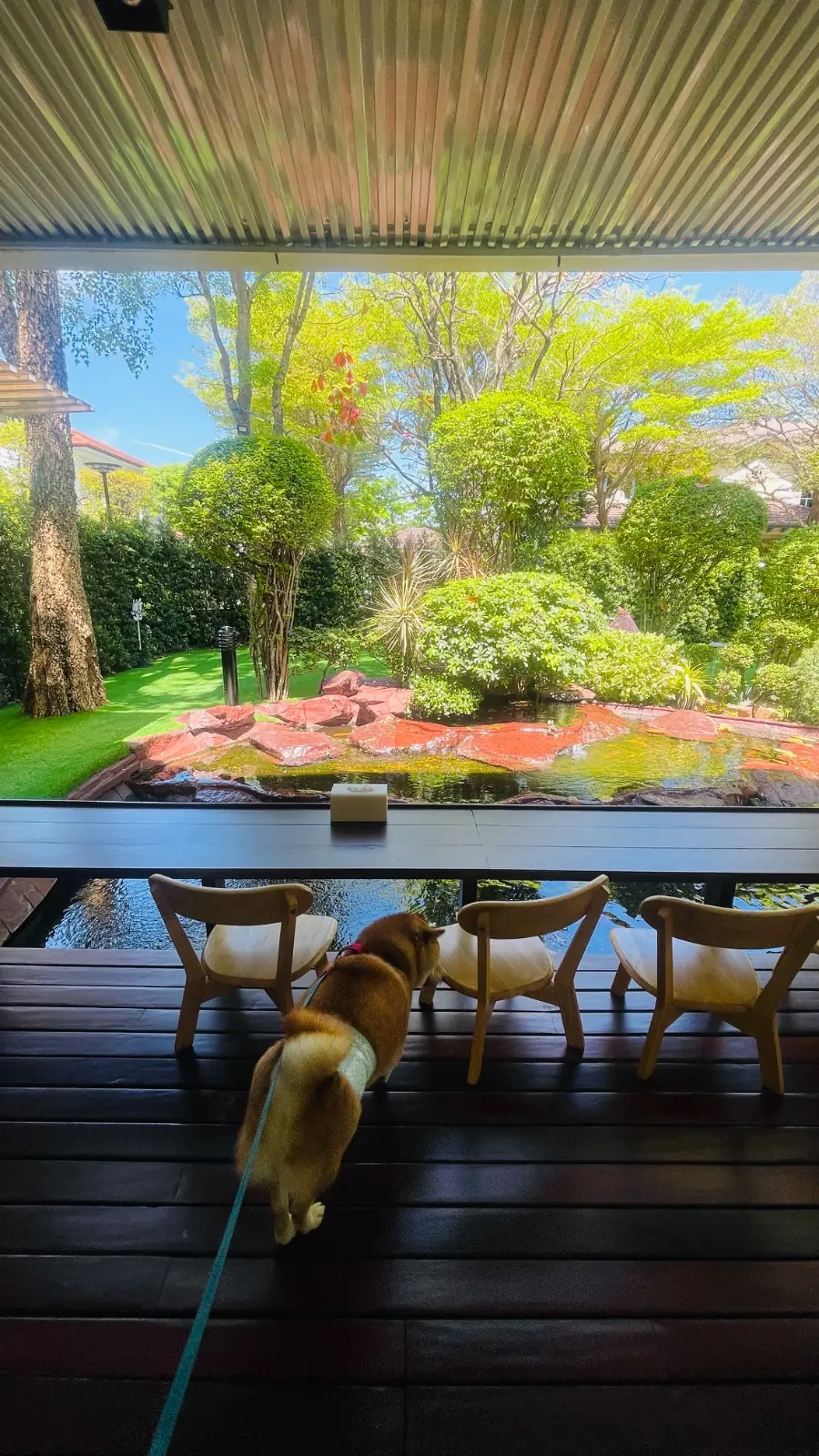 Hey My Paws ambiance image 1