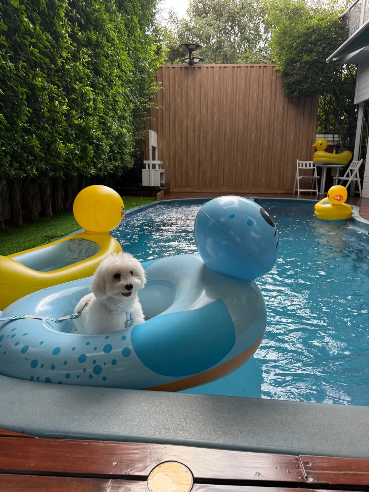 Hey My Paws pets image 3
