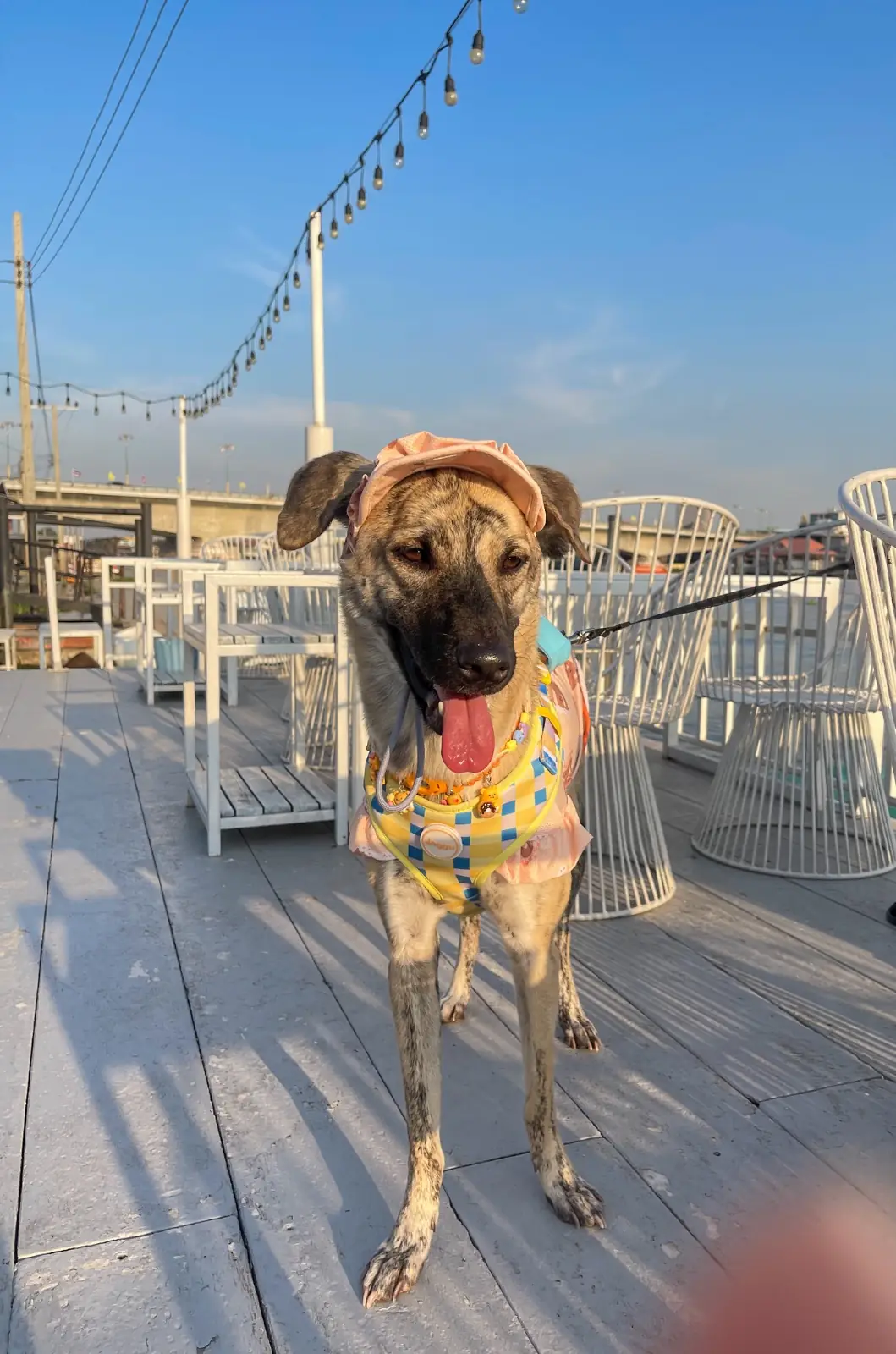 KlaiKret Cafe & Restaurant pets image 2