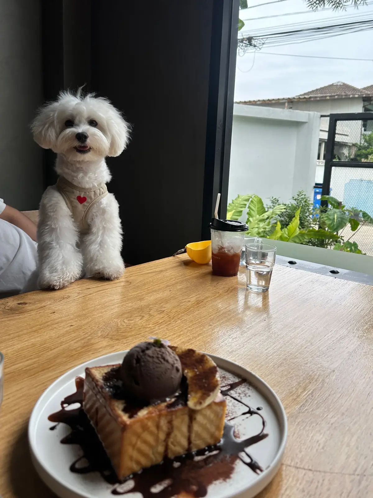 Bitterro Café pets image 1