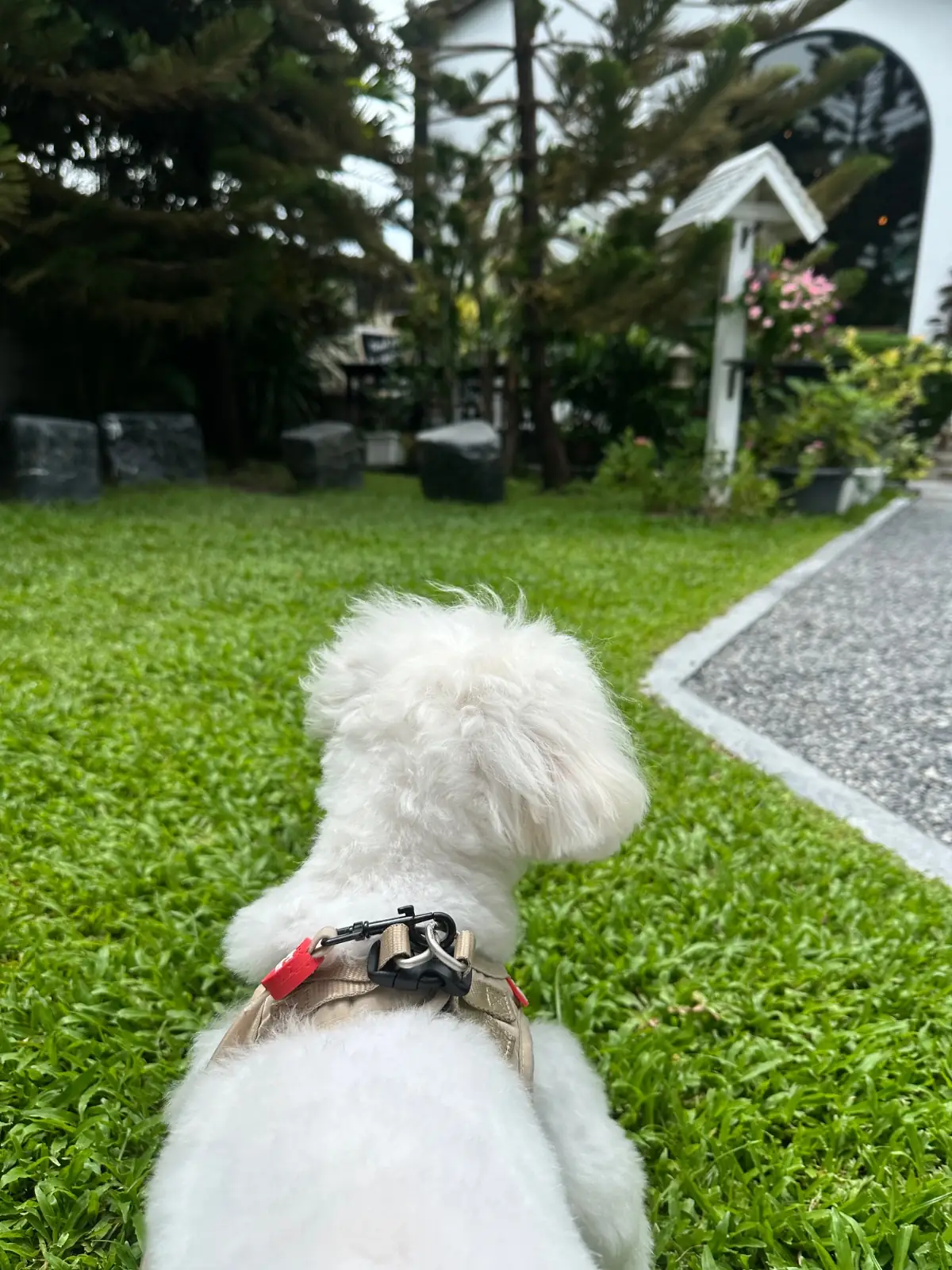 Bitterro Café pets image 2