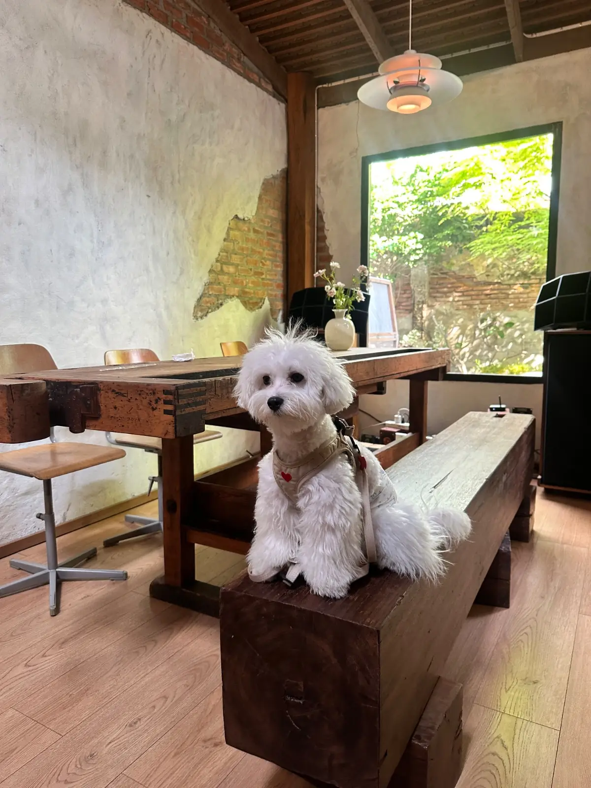 Phop Na Specialty Coffee & Roastery pets image 3