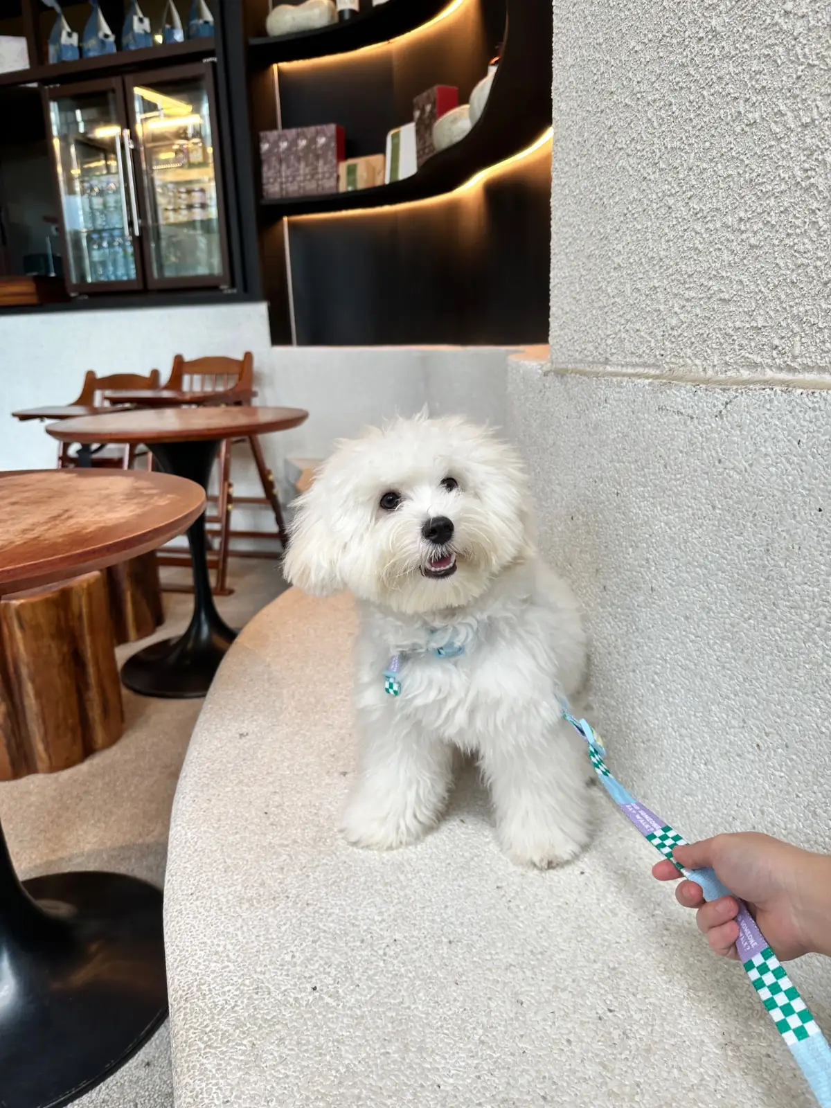 เริ่ม แบงค็อก pets image 1