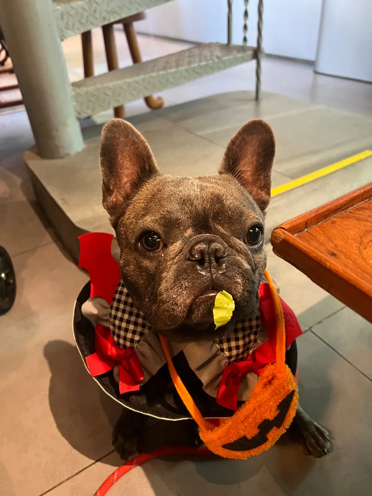 Veggiology pets image 1