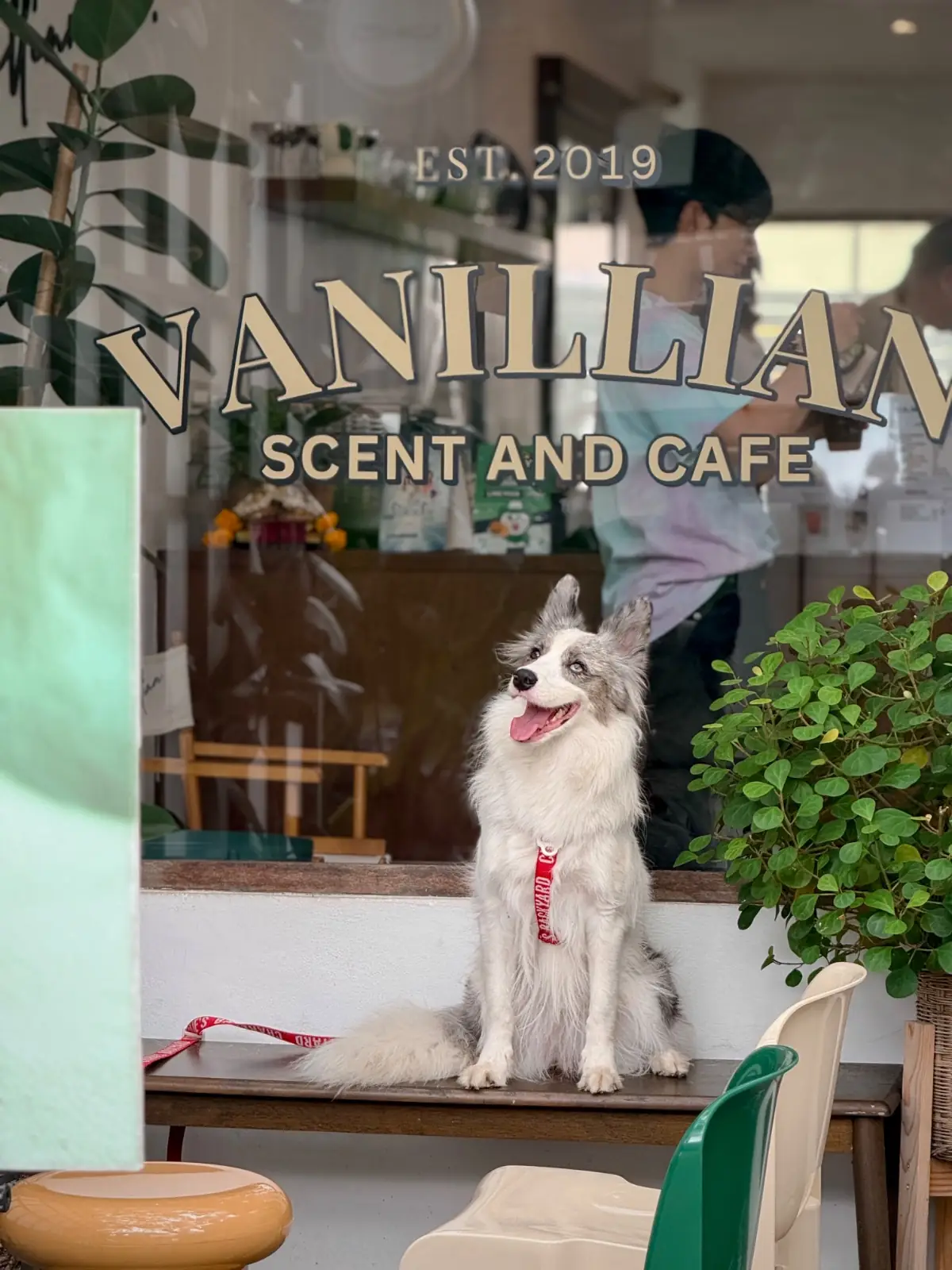 Vanillian Scent and Cafe pets image 2