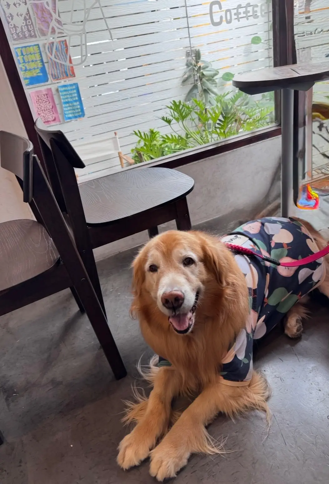 Vanillian Scent and Cafe pets image 3