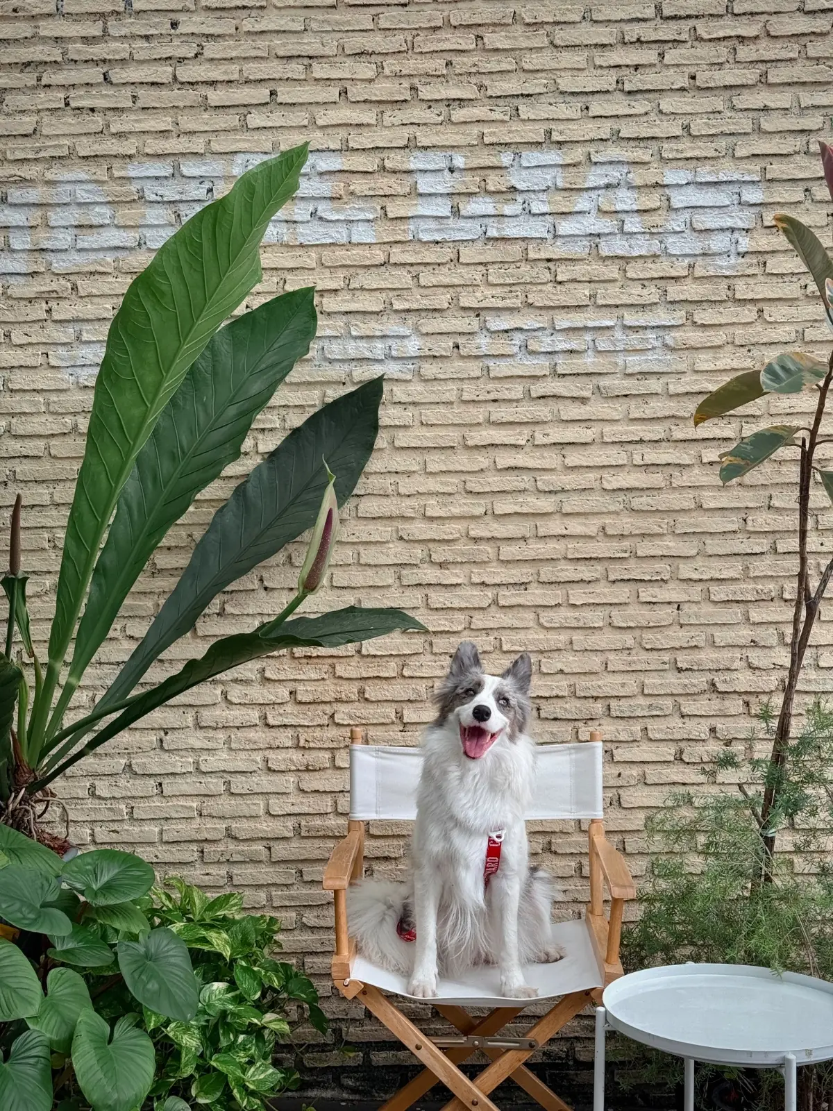 Vanillian Scent and Cafe pets image 1