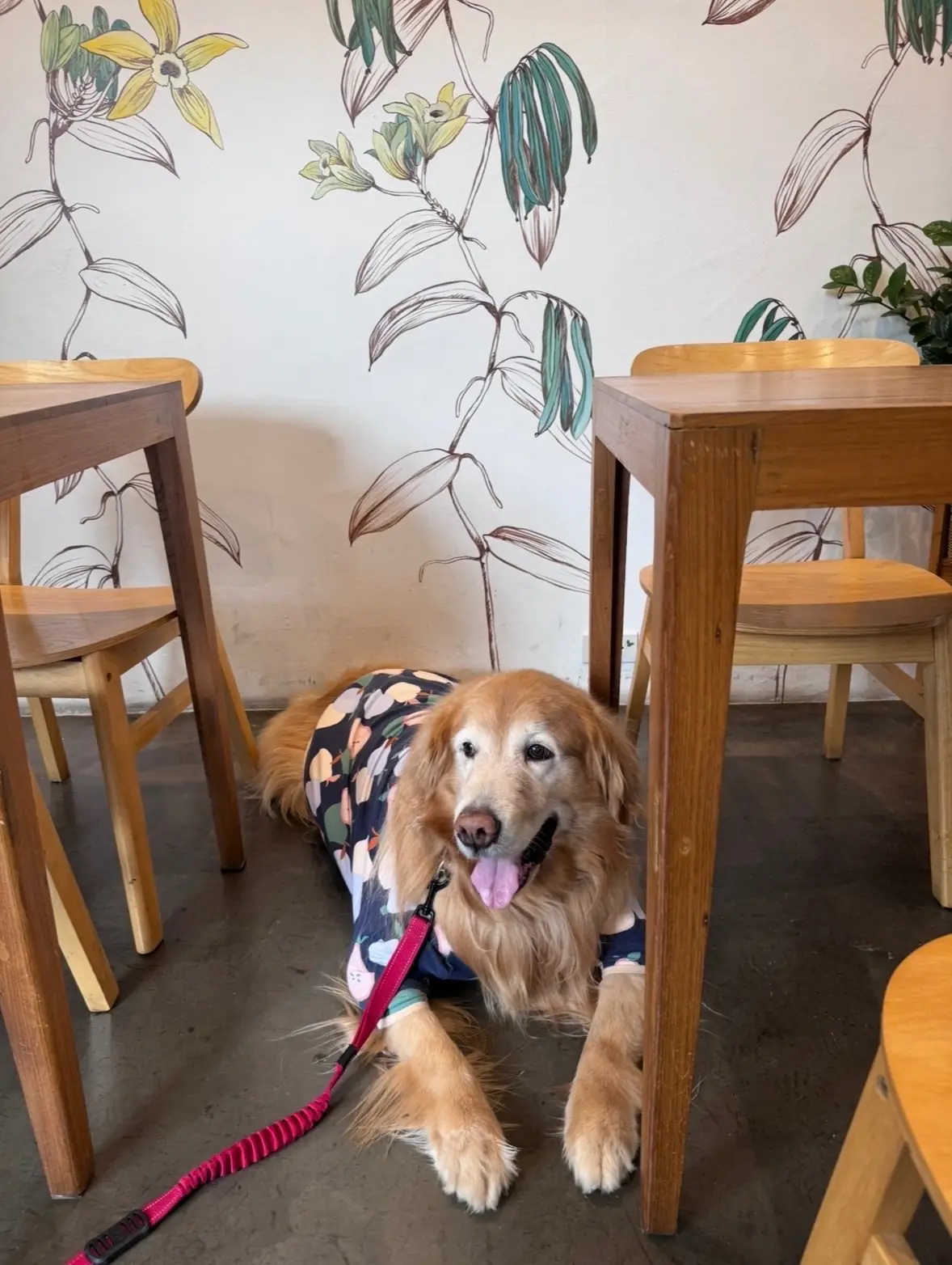 Vanillian Scent and Cafe pets image 5