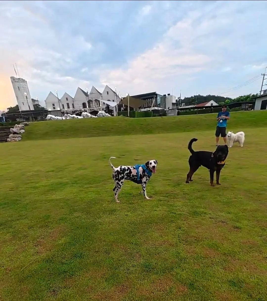 Midwinter Khao Yai pets image 2