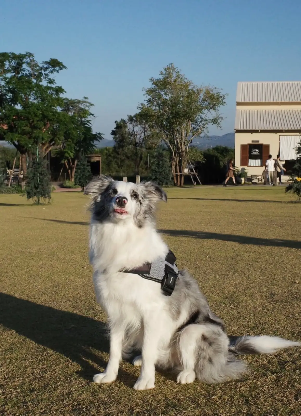 มิดวินเทอร์ เขาใหญ่ pets image 1