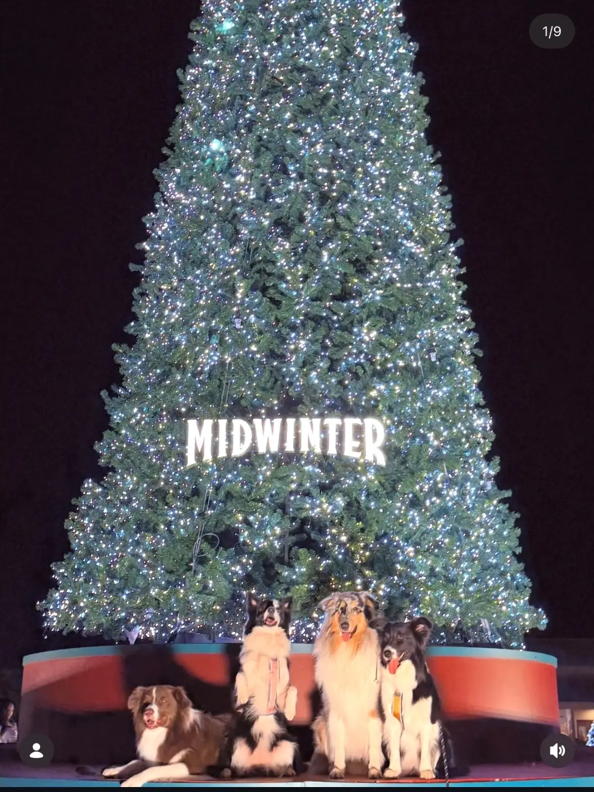 Midwinter Khao Yai pets image 1