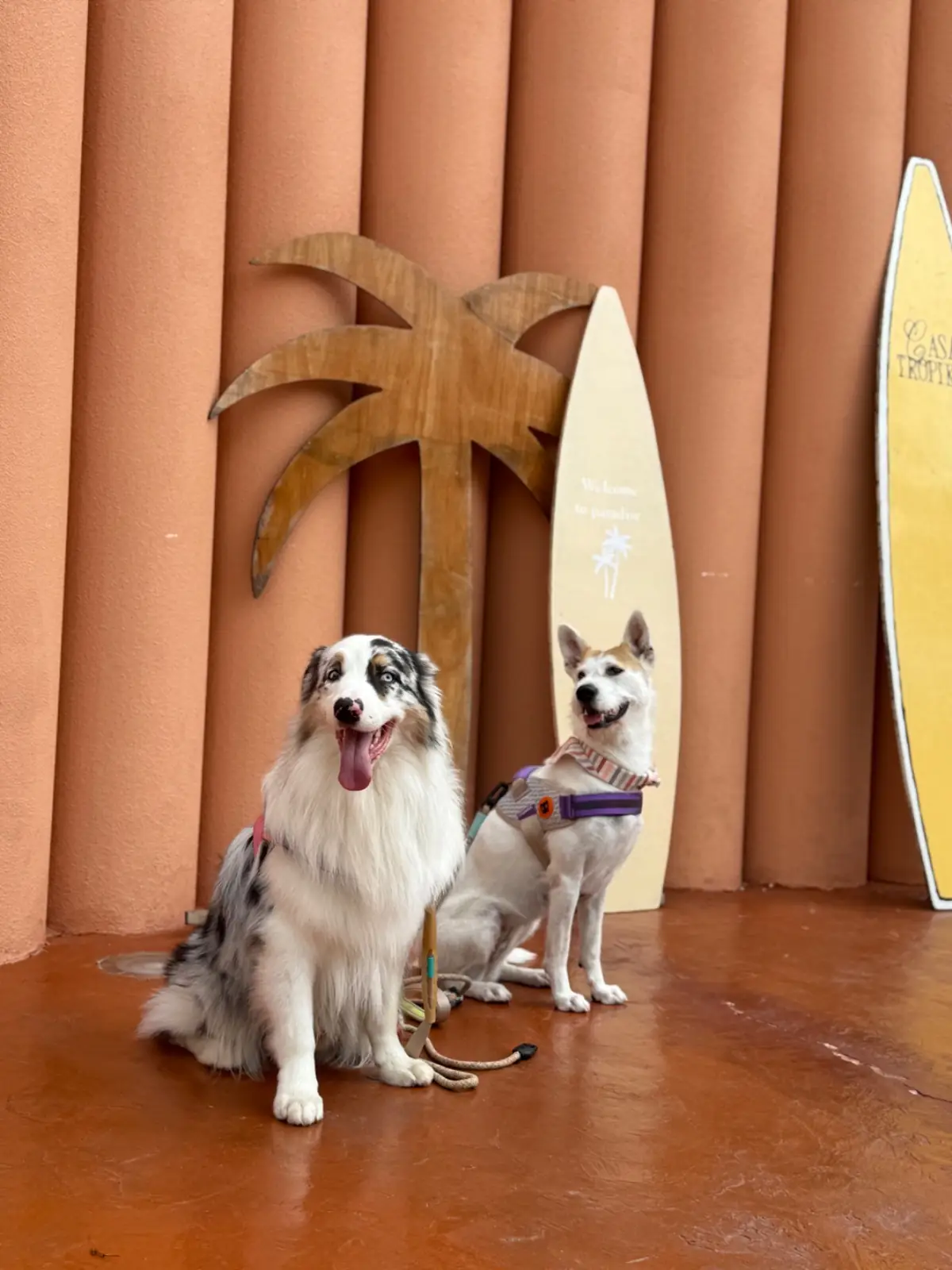 Casa Tropika Bangsaen pets image 2