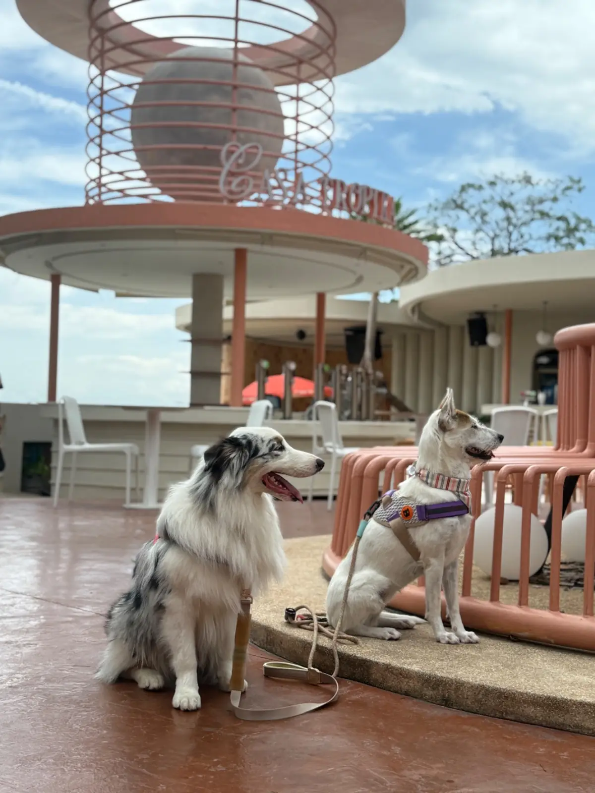 Casa Tropika Bangsaen pets image 1