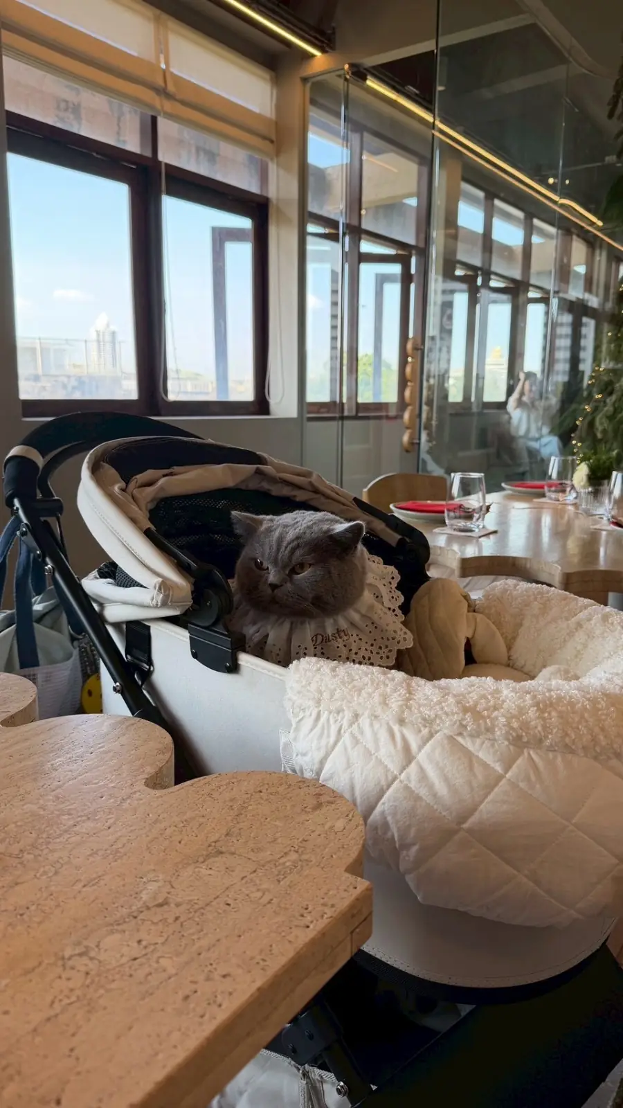 Rose and Ray pets image 1