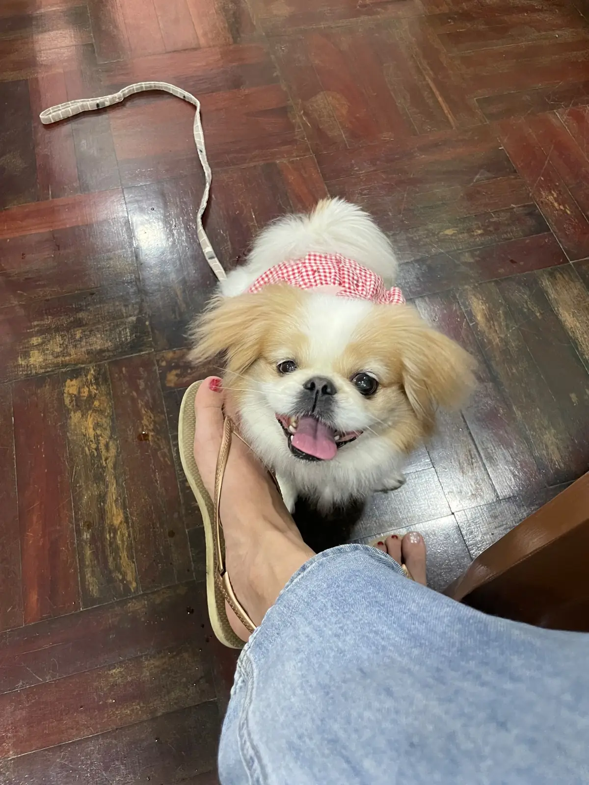 Demure Cafe and Brunch pets image 2