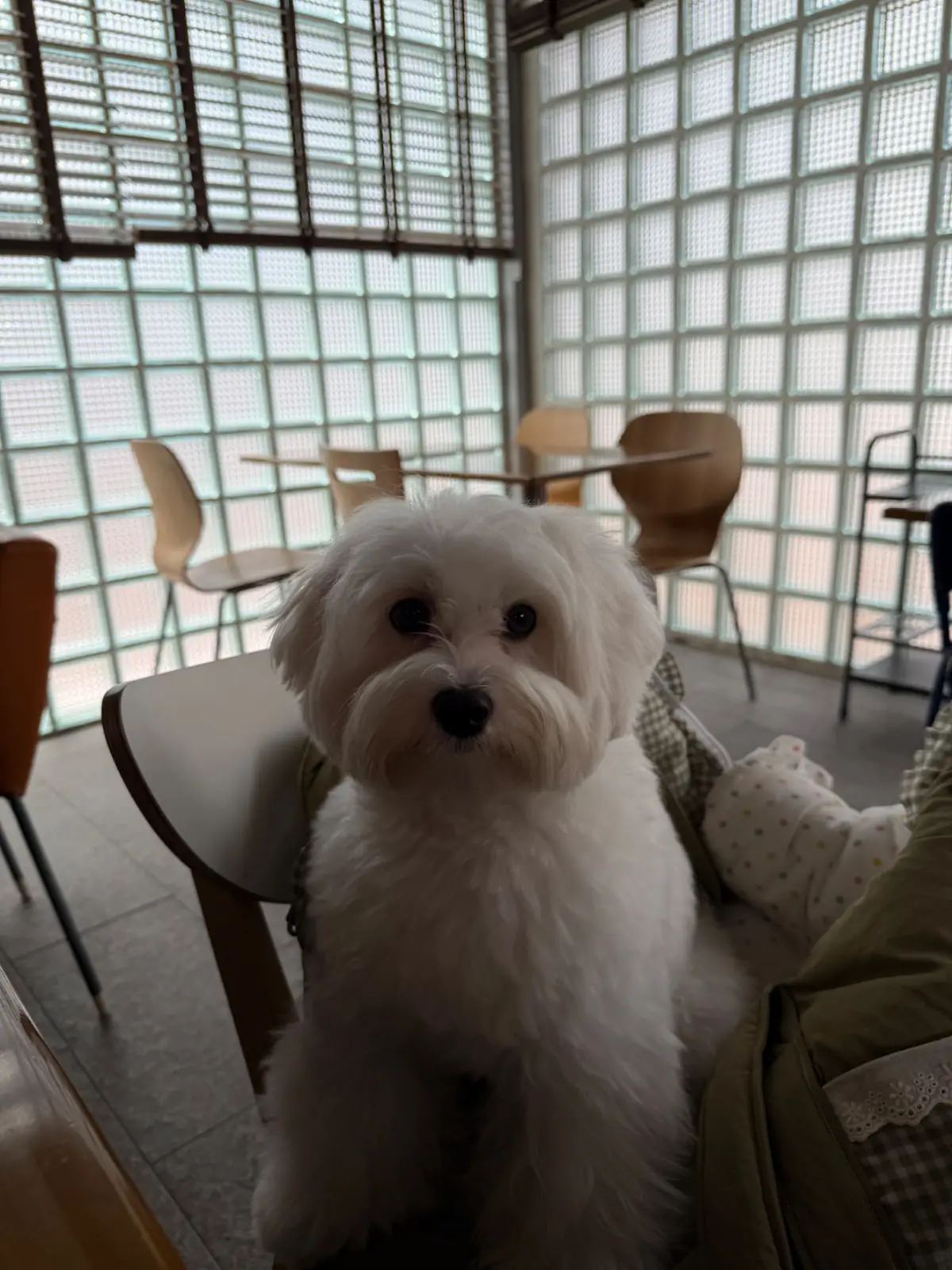 ย่างก้าว pets image 1