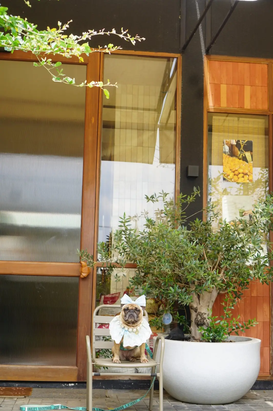 Hiean Khaoyai pets image 3