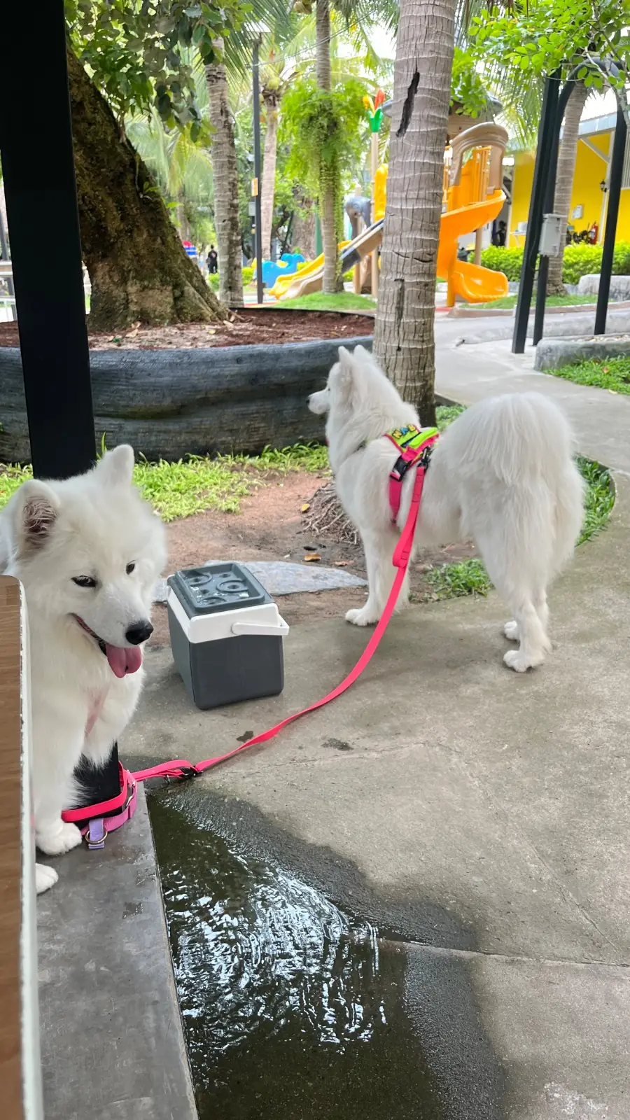 ป้าบุญคาเฟ่ pets image 4