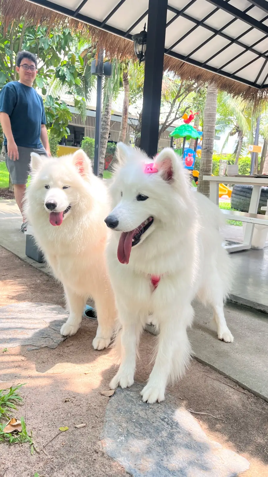 ป้าบุญคาเฟ่ pets image 2