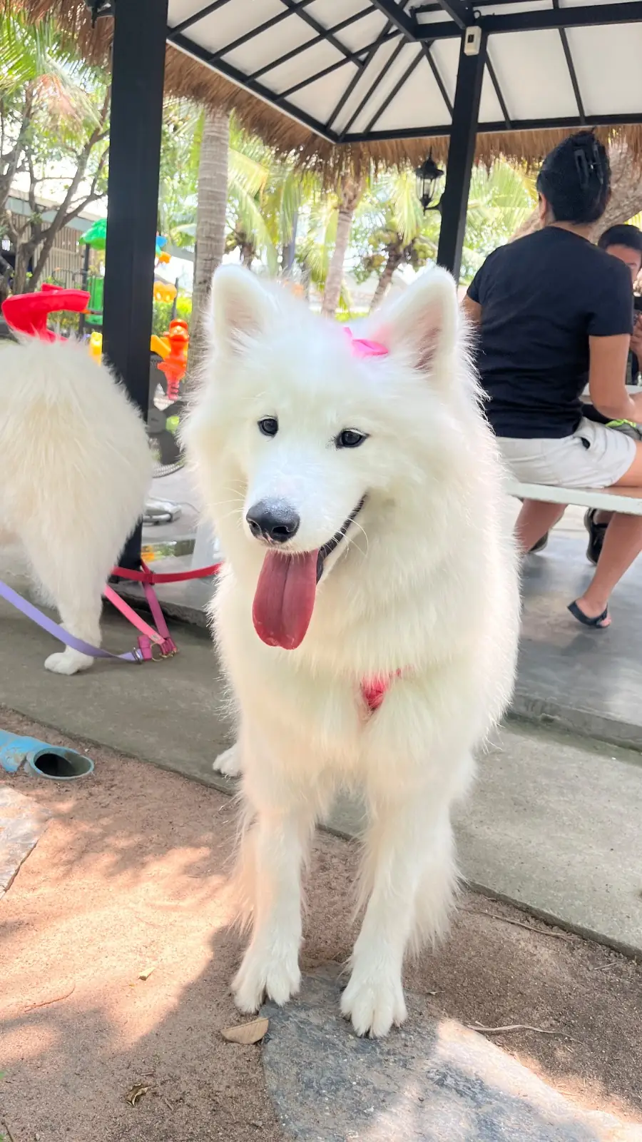 ป้าบุญคาเฟ่ pets image 3