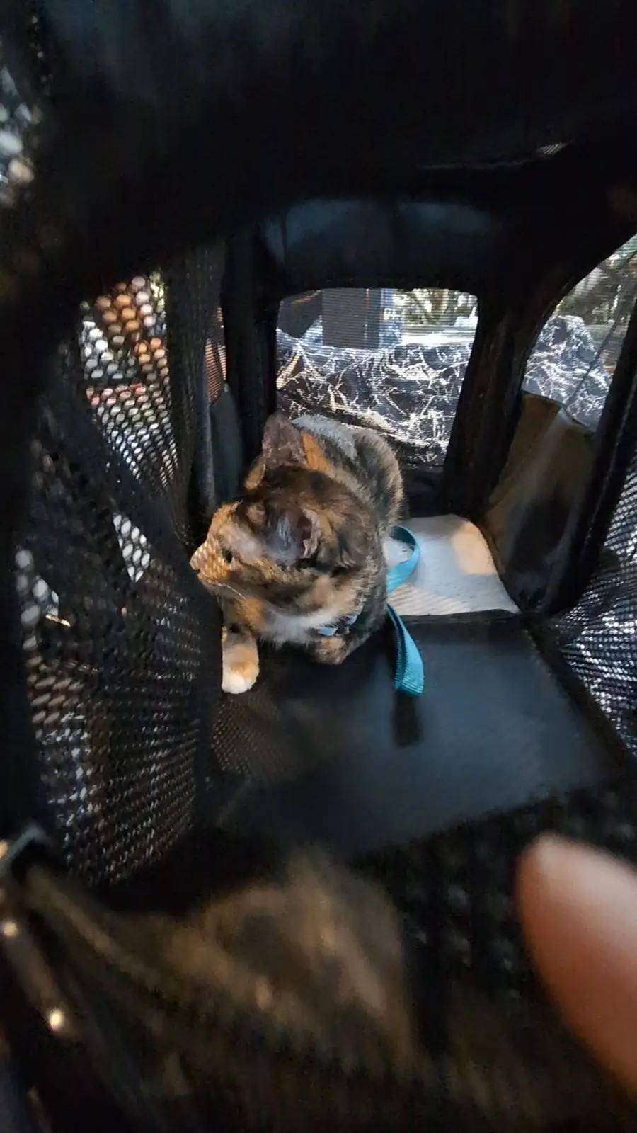 ป้าบุญคาเฟ่ pets image 5