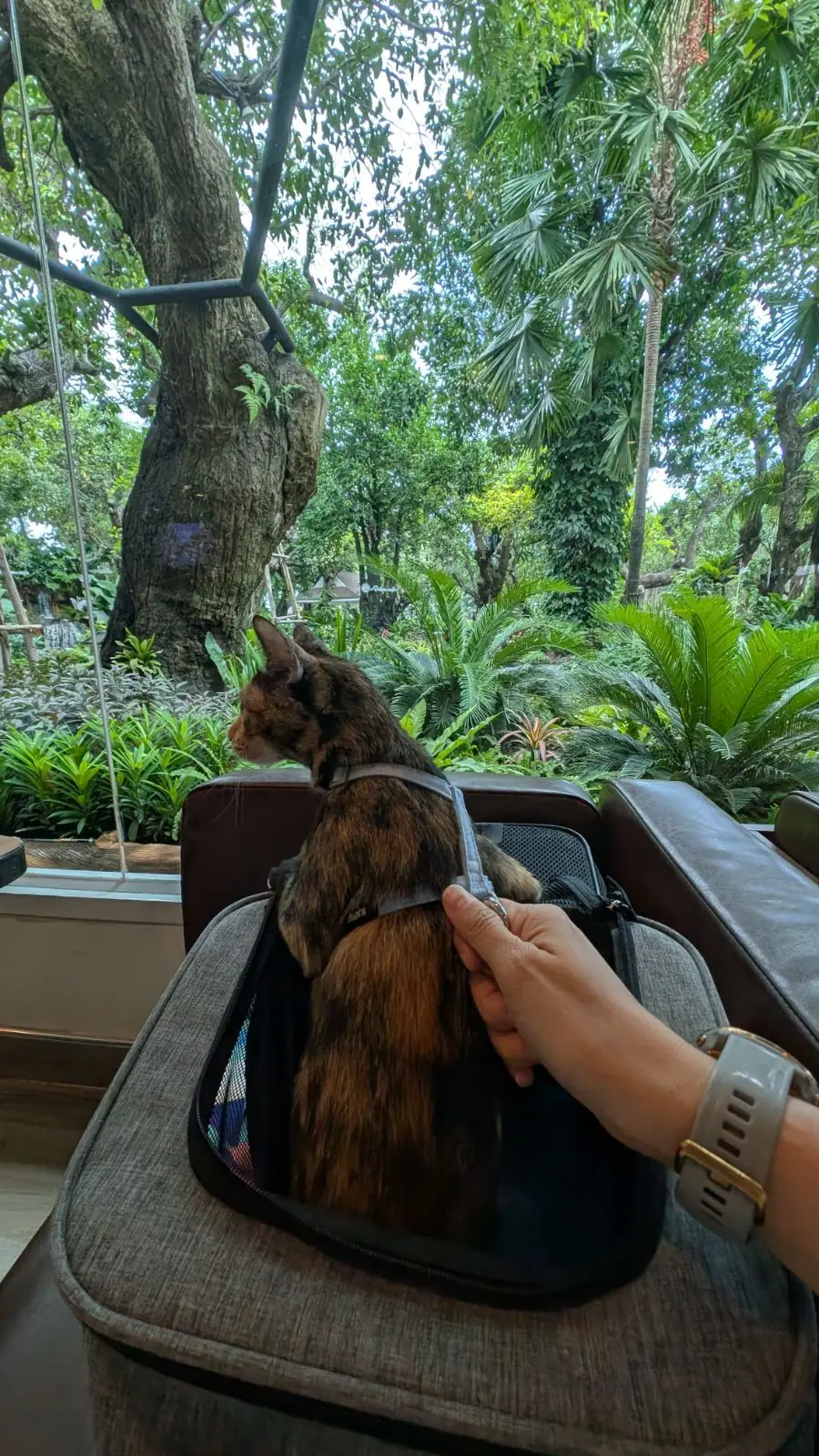 ป้าบุญคาเฟ่ pets image 1