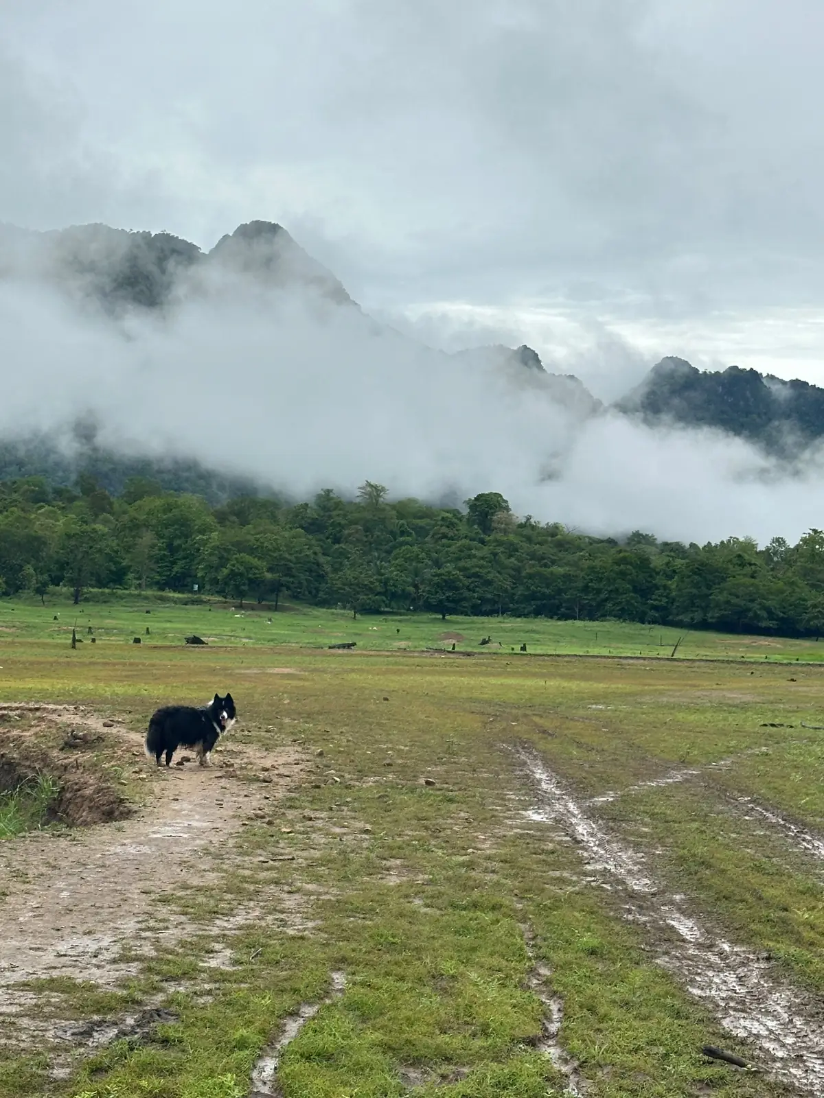 บ้านเตาถ่าน pets image 4