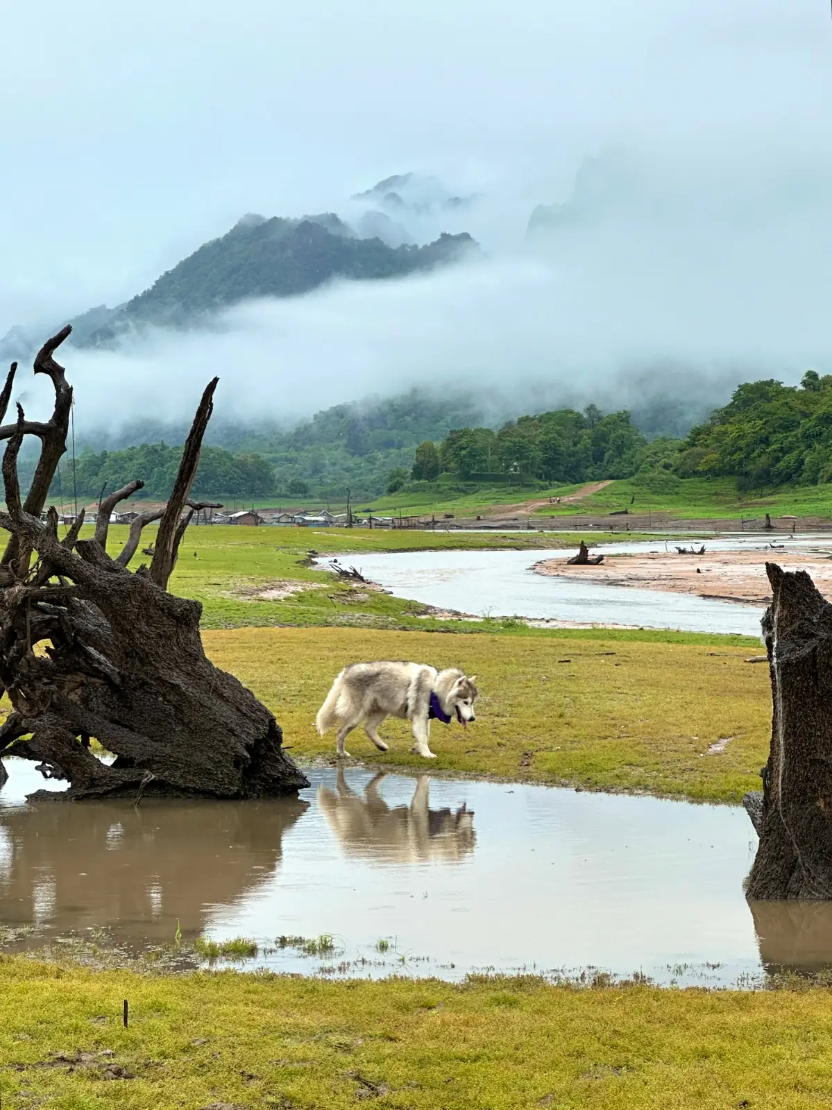 บ้านเตาถ่าน pets image 3