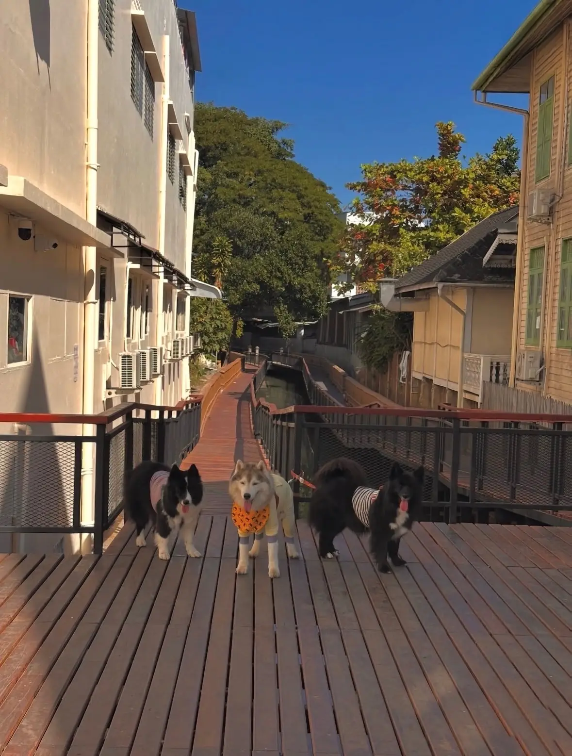 คลองแม่ข่า pets image 3